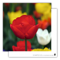 Postkarte | Rote Tulpe